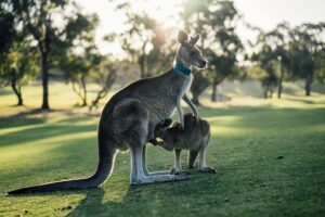 Applying for a Work and Holiday Visa - Sunshine Coast Lawyers