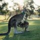 Applying for a Work and Holiday Visa - Sunshine Coast Lawyers